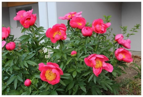 paeonia