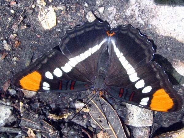Nymphalidae: Adelpha eulalia 50