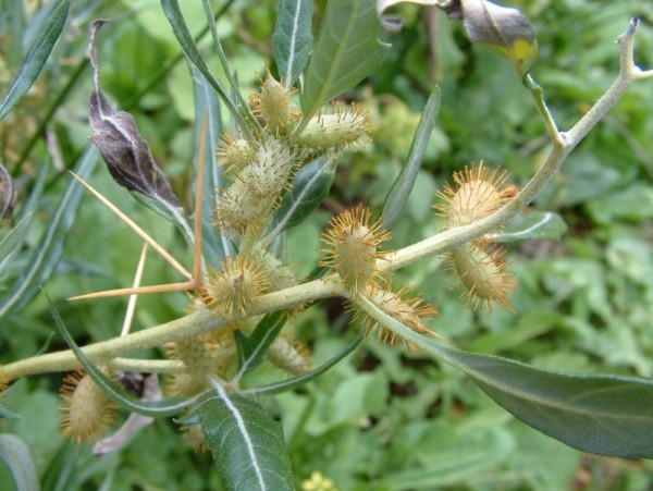 Xanthium spinosum 030420-160