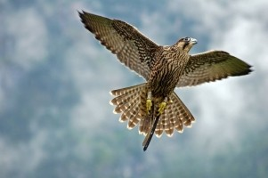 Falcon flying