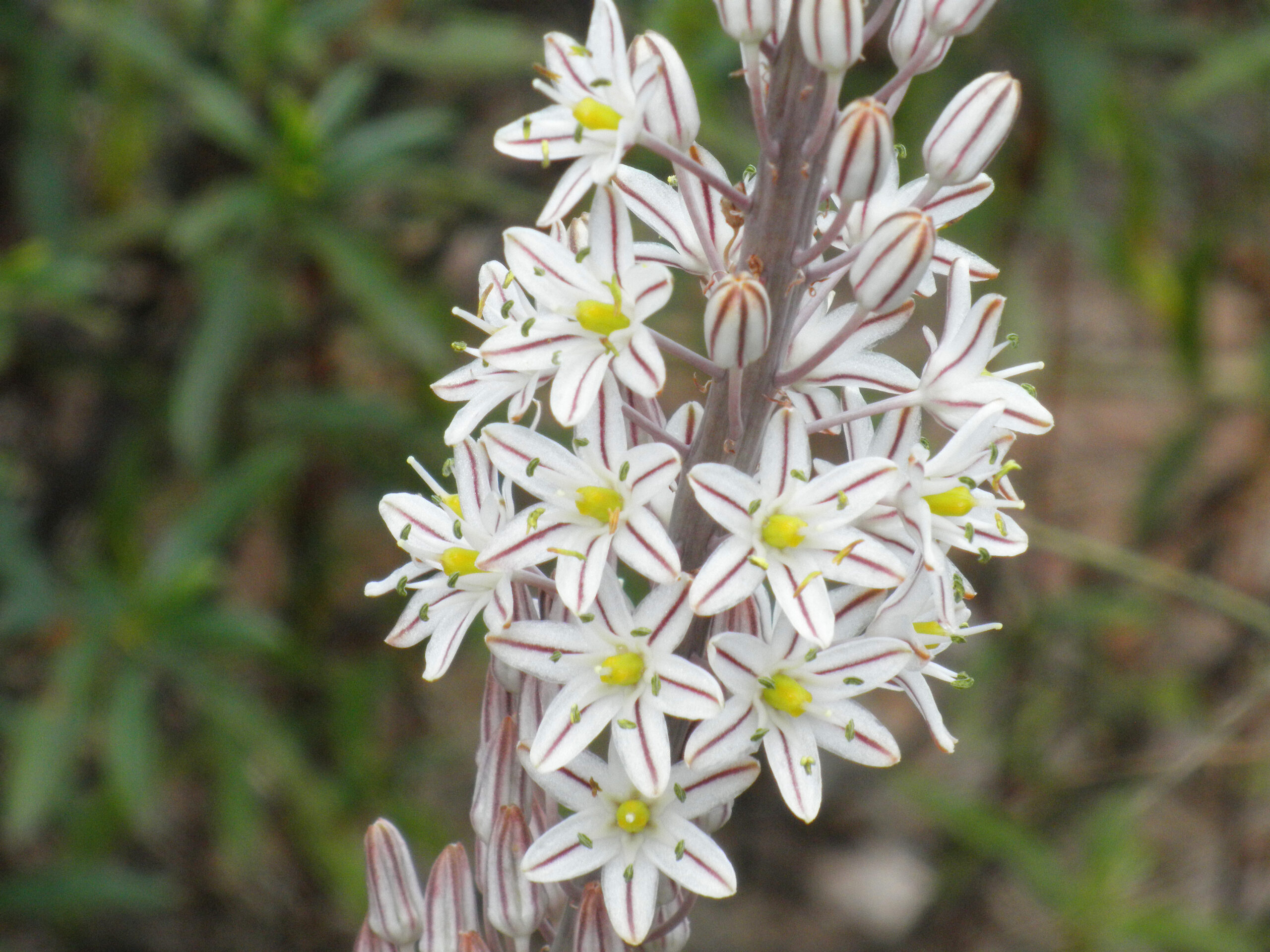 squilla maritima