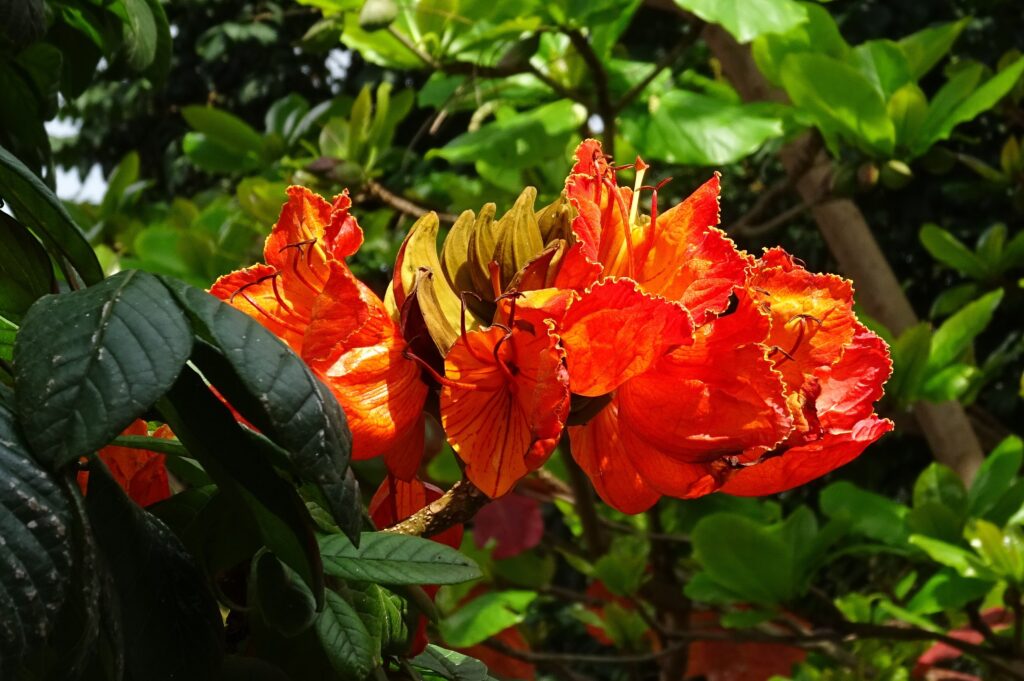 Bignoniaceae